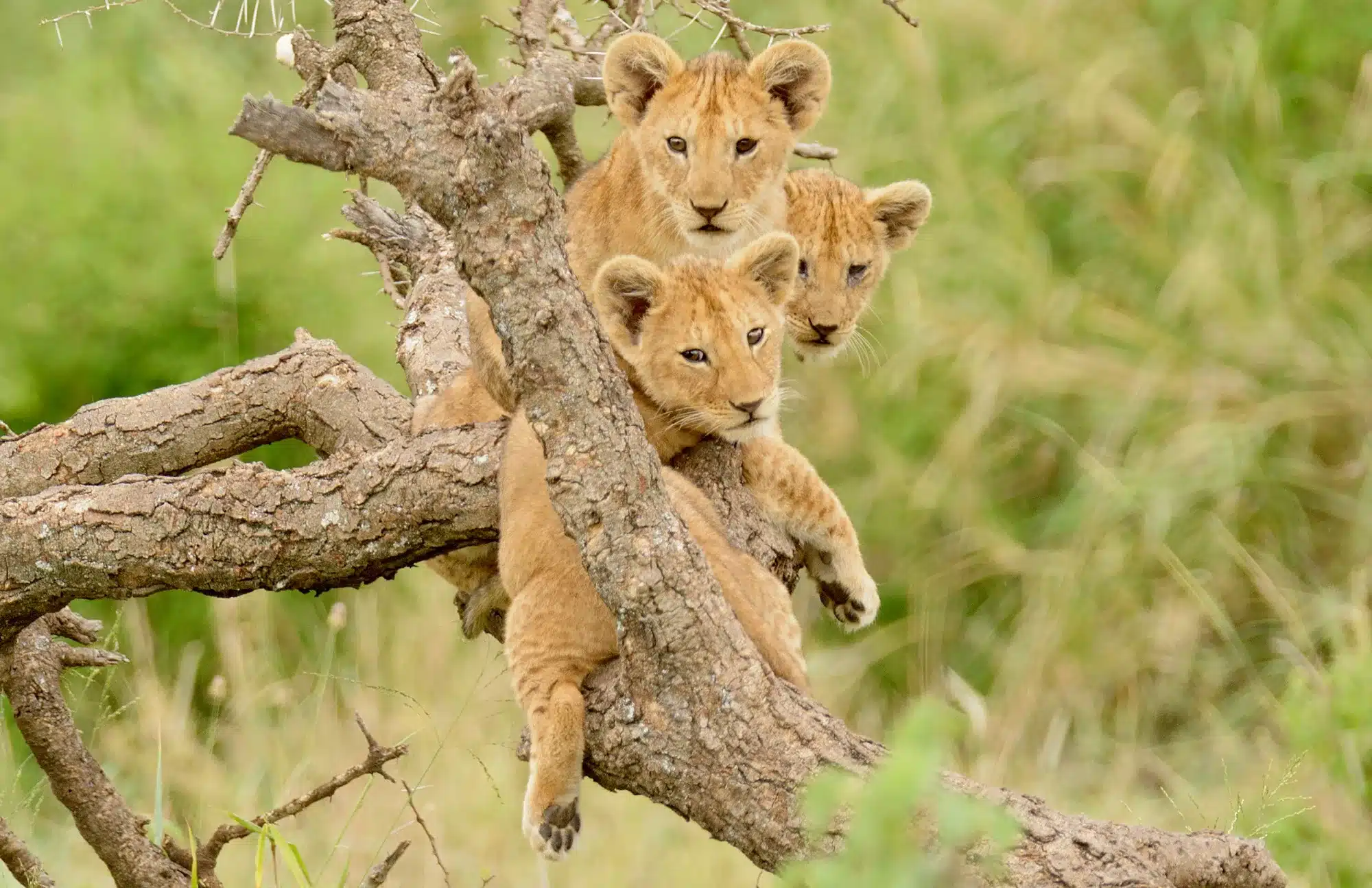 cubs